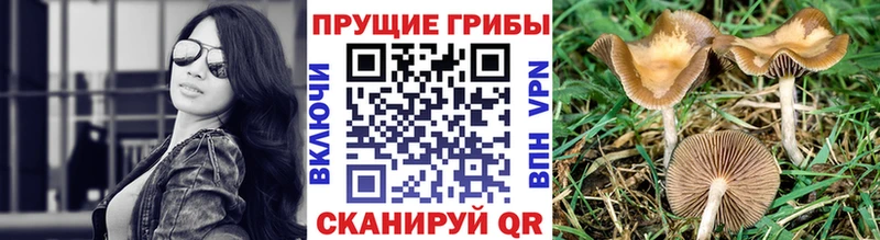 Галлюциногенные грибы Psilocybine cubensis  закладки  ОМГ ОМГ как зайти  Тайга 